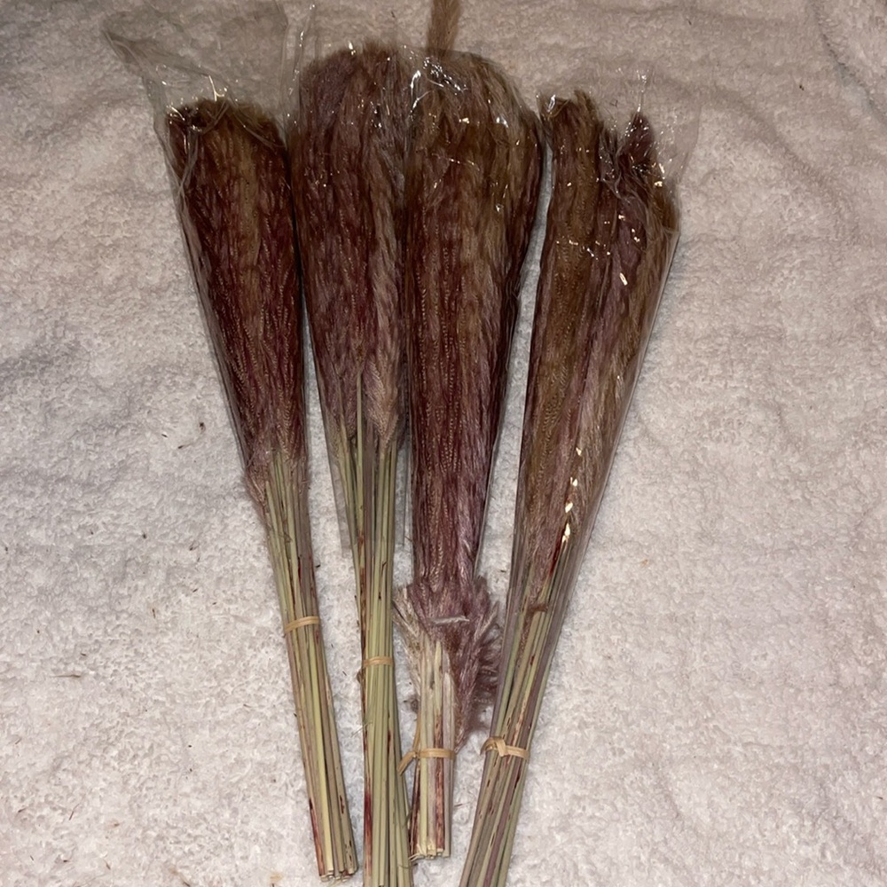 Pampas New no box pampas grass